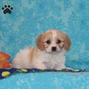 Peaches, Cavachon Puppy